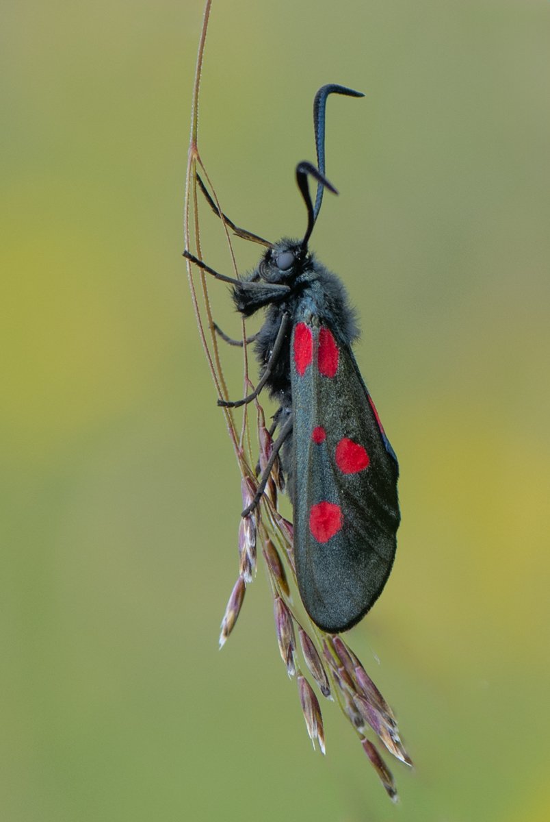 20 Points - Bill Higgins - Narrow-bordered 5 spot burnet moth